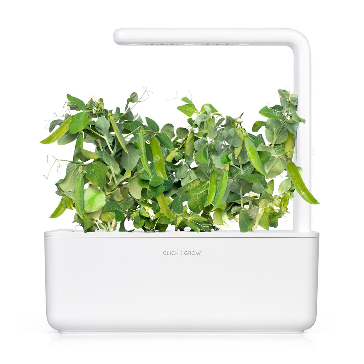 pea house plant Dwarf Pea Plant Pods – Click & Grow Singapore