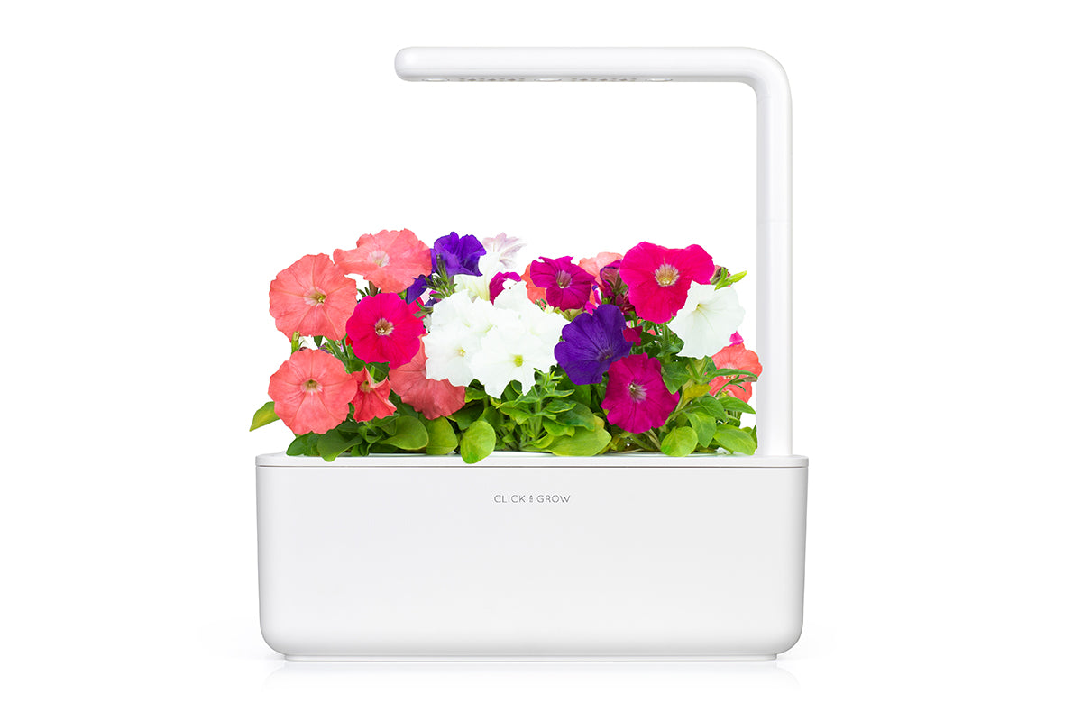 Petunia Plant Pods