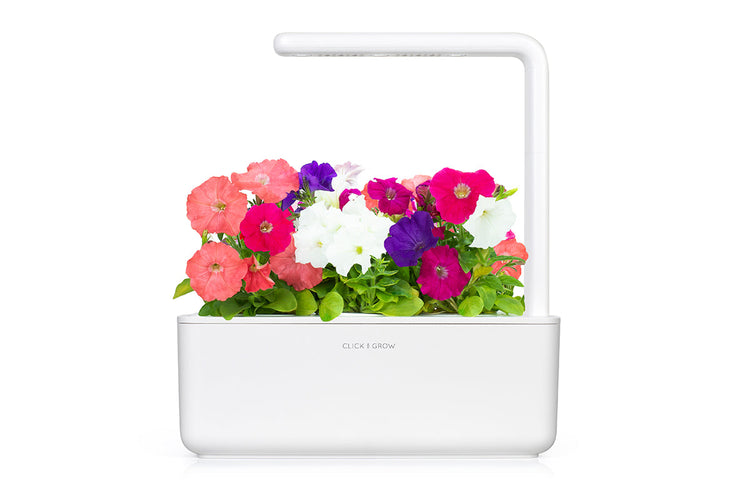 Petunia Plant Pods