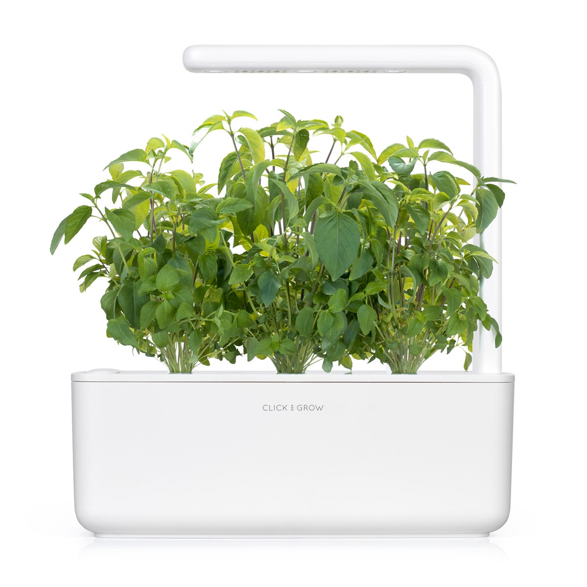 can basil be an indoor plant Thai Basil Plant Pods – Click & Grow Singapore