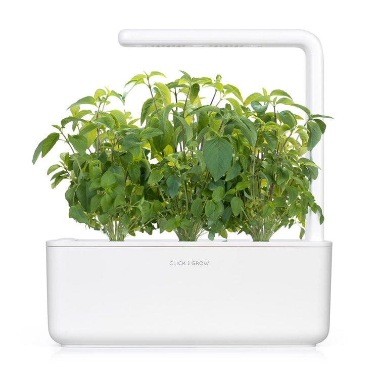 Thai Basil Plant Pods