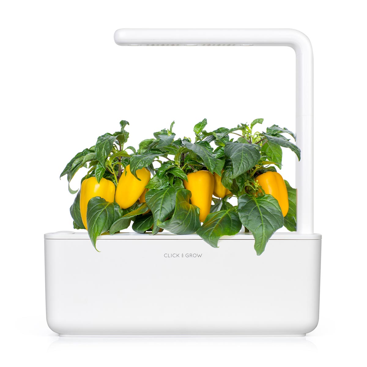 Yellow Sweet Pepper Plant Pods