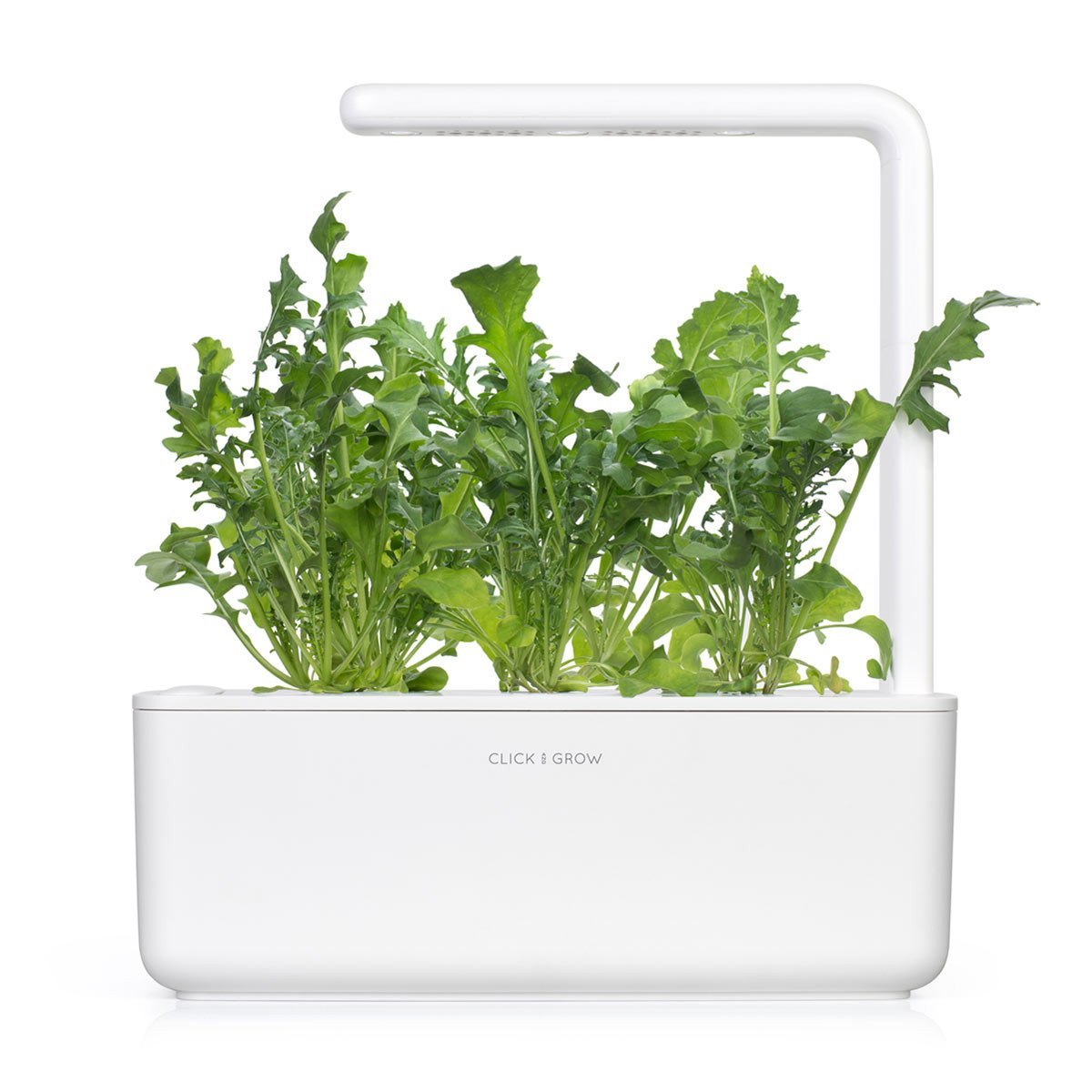 Arugula Plant Pods