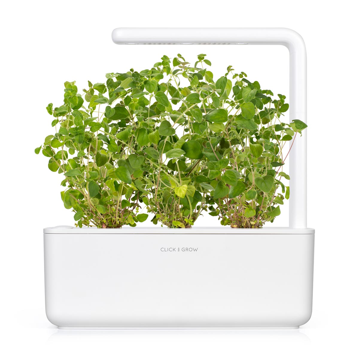 oregano indoor plant Oregano Plant Pods – Click & Grow Singapore