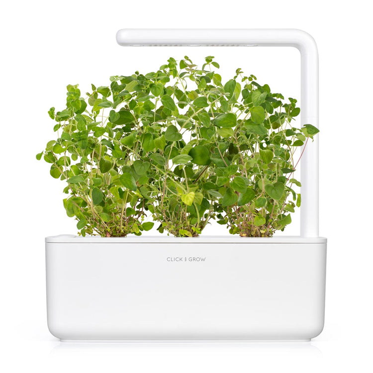 Oregano Plant Pods