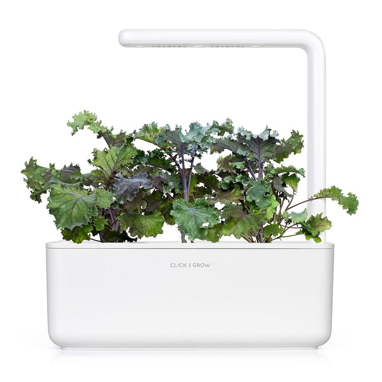 Red Kale Plant Pods 3-pack