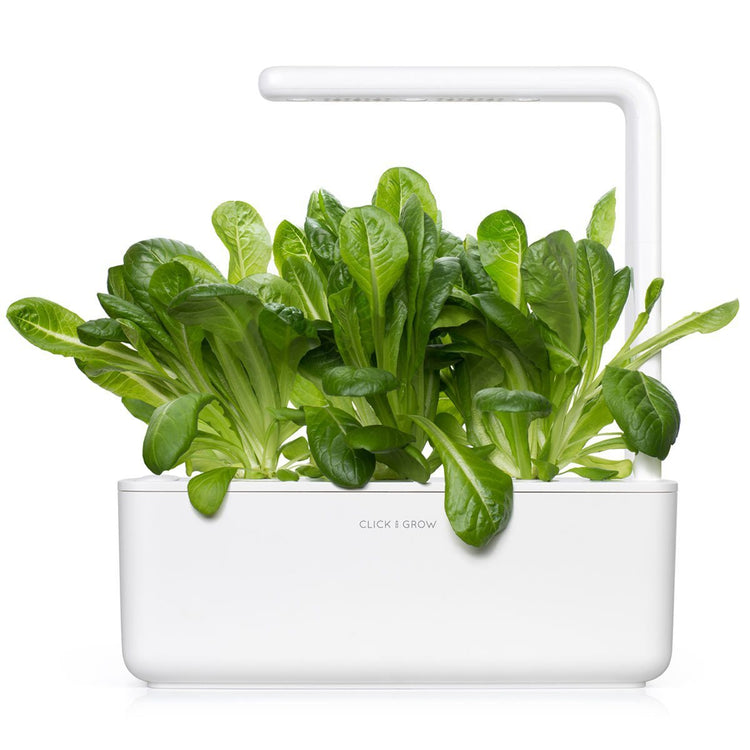 Romaine Lettuce Plant Pods