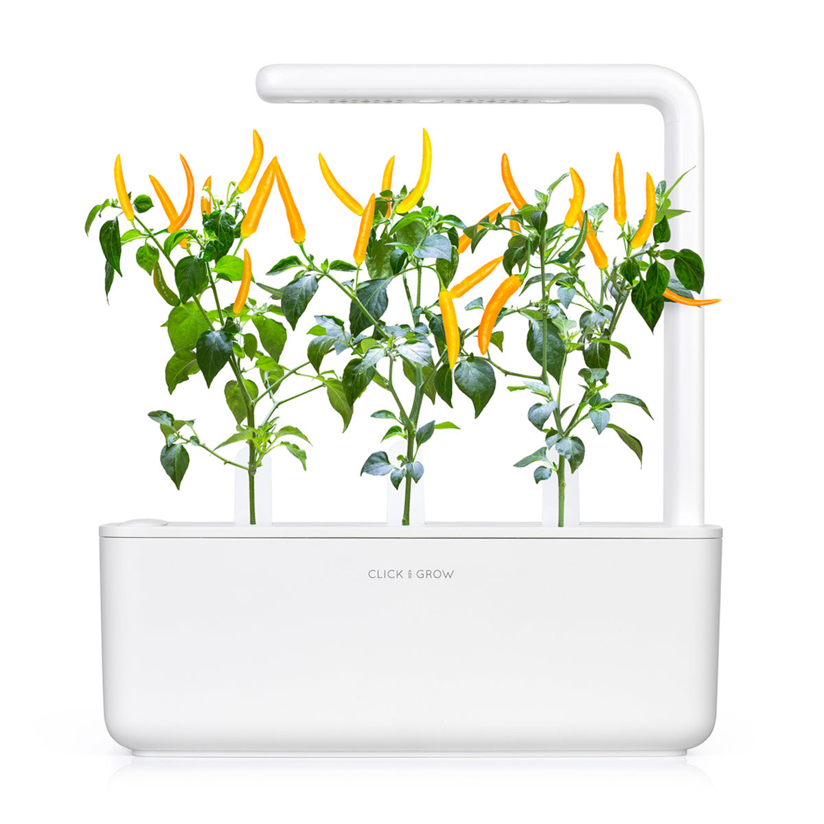 Yellow Chili Pepper Plant Pods