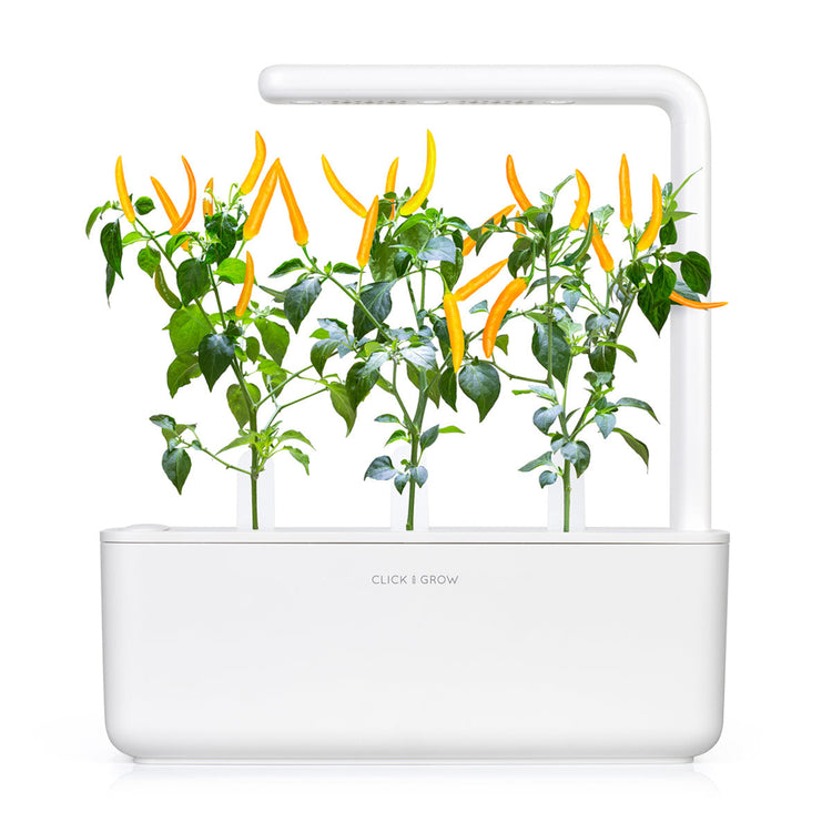 Yellow Chili Pepper Plant Pods