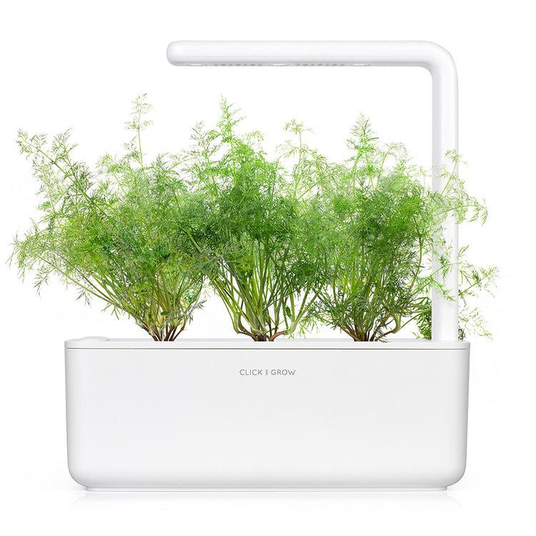 Dill capsule - Click & Grow indoor garden - grow dill at home