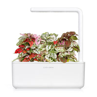 Polka Dot Flower Plant Pods / Polka Dot Flower Plant Pods