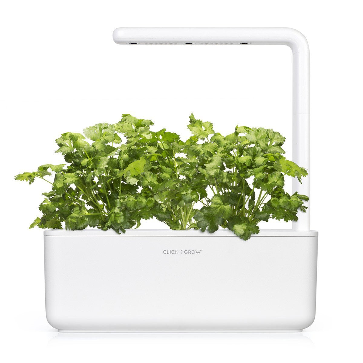 Cilantro (Coriander) Plant Pods