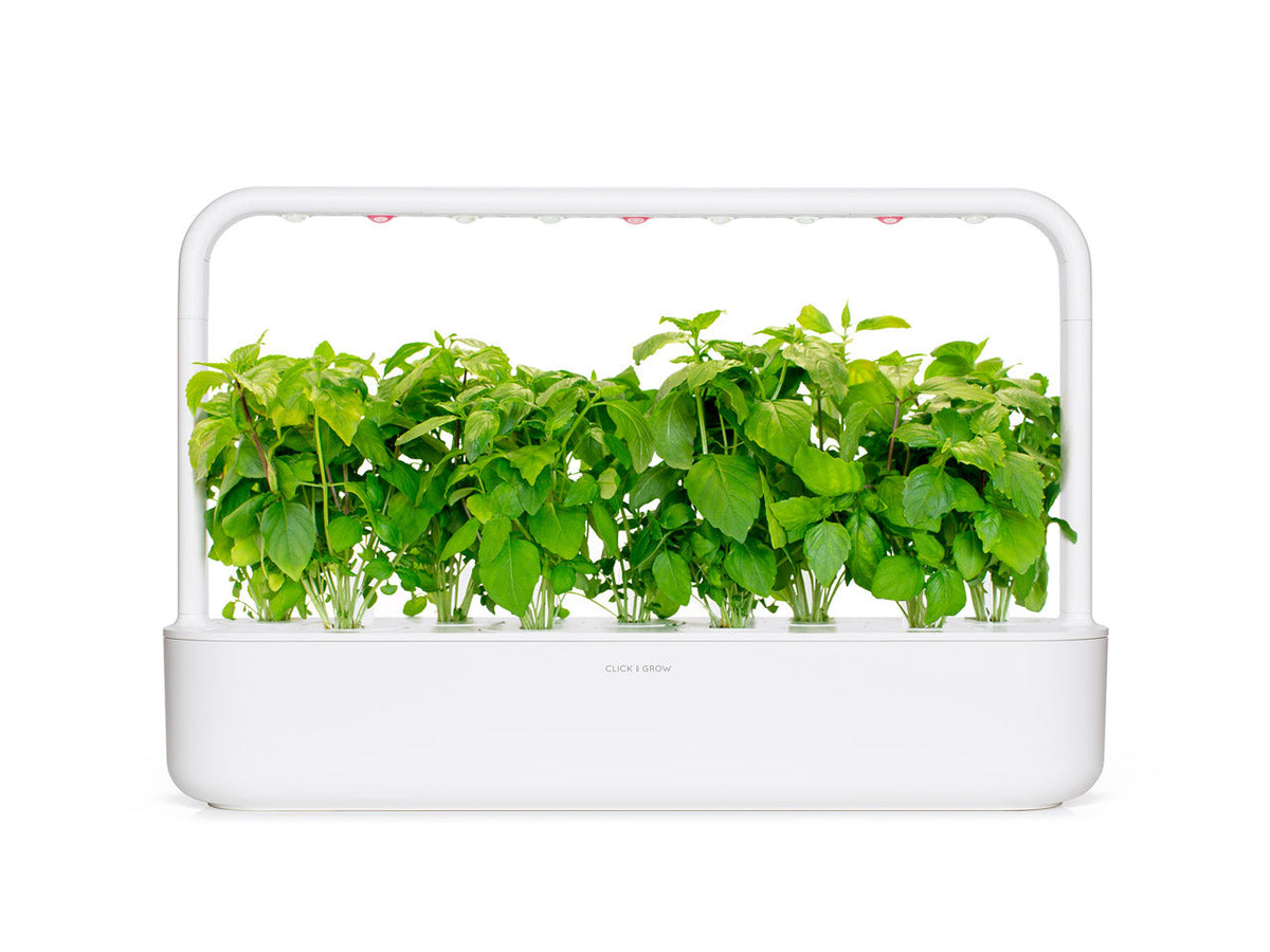 Cinnamon Basil Plant Pods