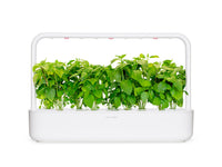 Cinnamon Basil Plant Pods / Cinnamon Basil Plant Pods