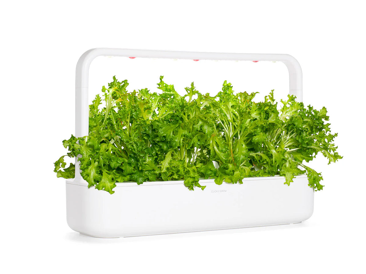 Oakleaf Lettuce Plant Pods
