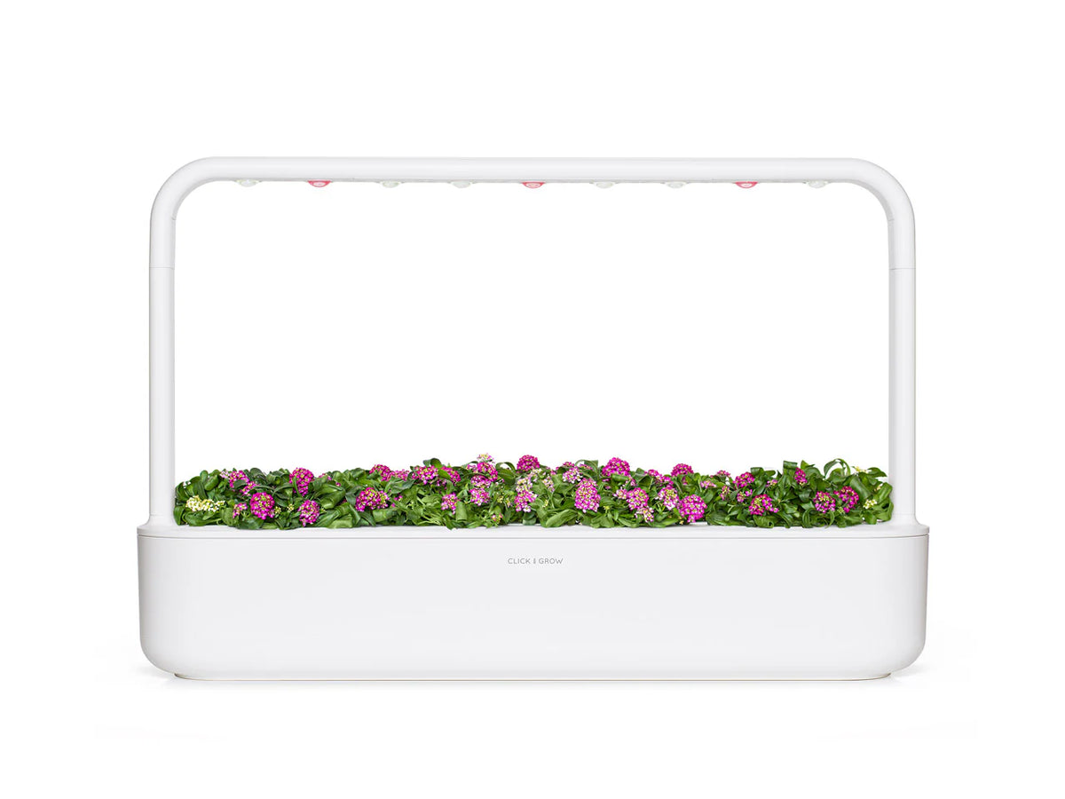 Sweet Alyssum Plant Pods / Sweet Alyssum Plant Pods