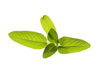 Garden Sage Plant Pods 3-pack / Garden Sage Plant Pods 3-pack