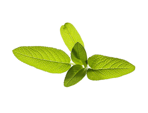 Garden Sage Plant Pods 3-pack