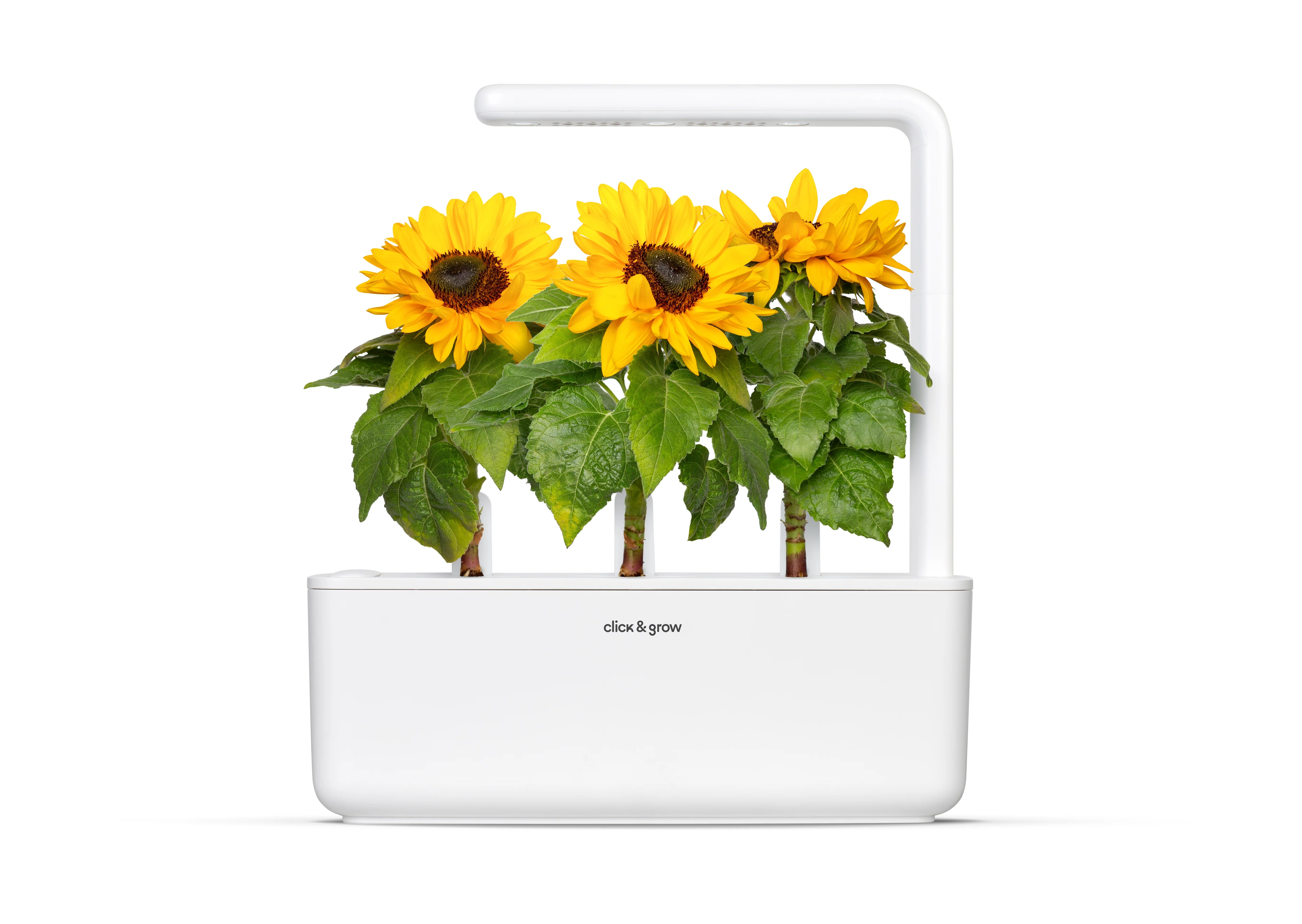 indoor sunflower plant Mini Sunflower Plant Pods 3-pack – Click & Grow Singapore