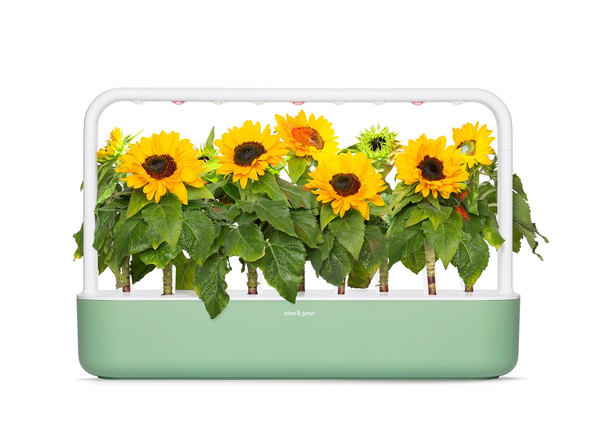 Mini Sunflower Plant Pods 3-pack / Mini Sunflower Plant Pods 3-pack