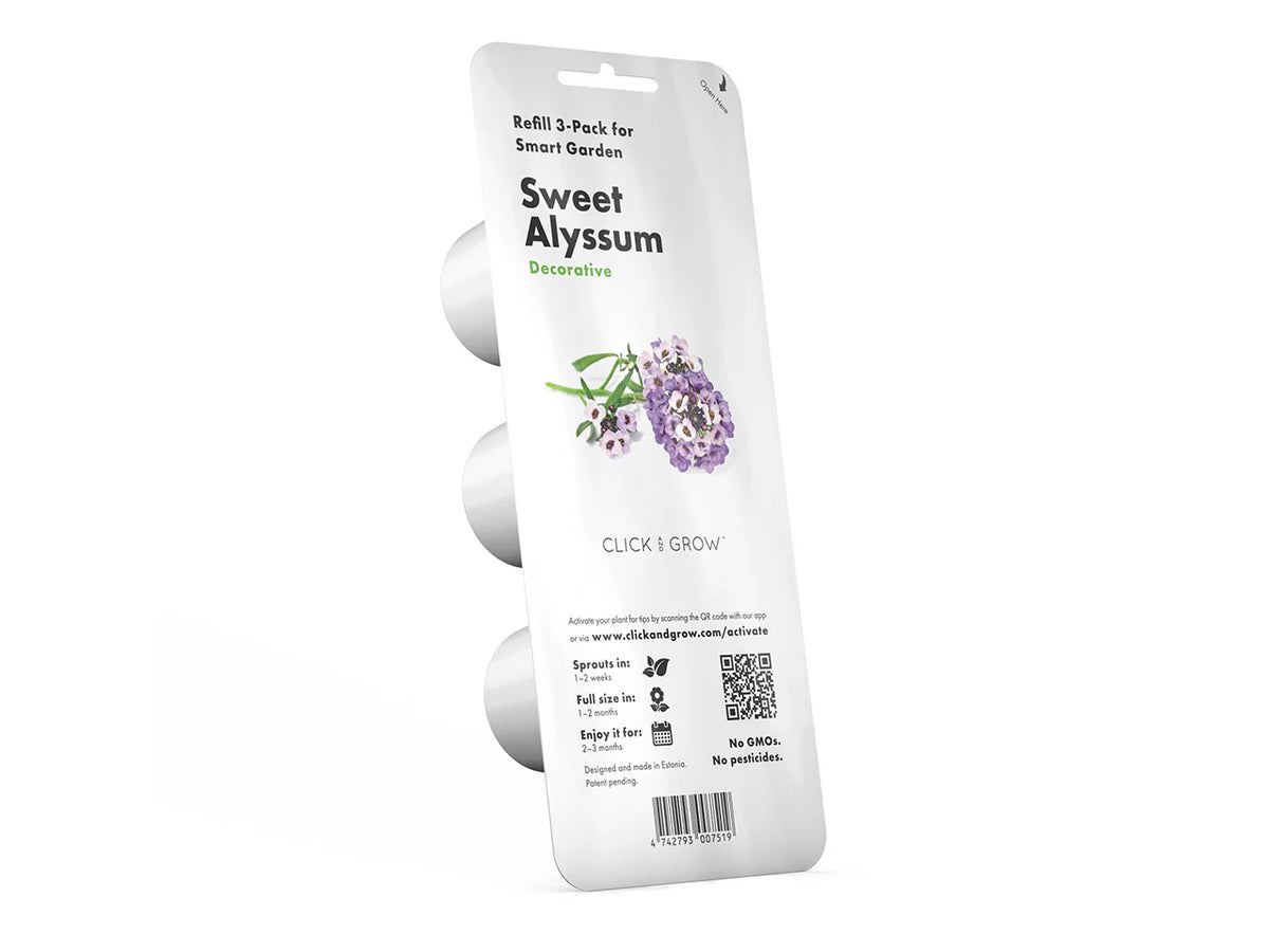 Sweet Alyssum Plant Pods / Sweet Alyssum Plant Pods