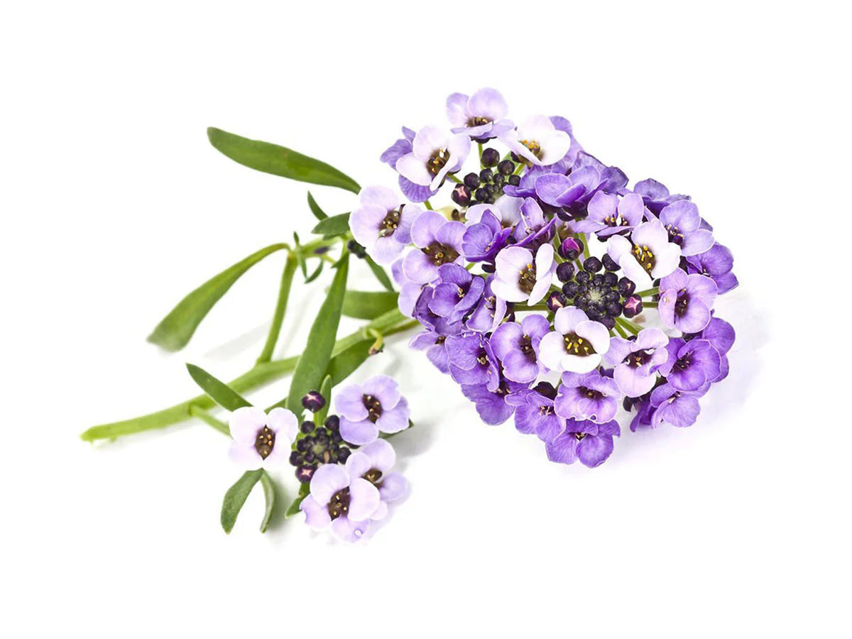 Sweet Alyssum Plant Pods / Sweet Alyssum Plant Pods