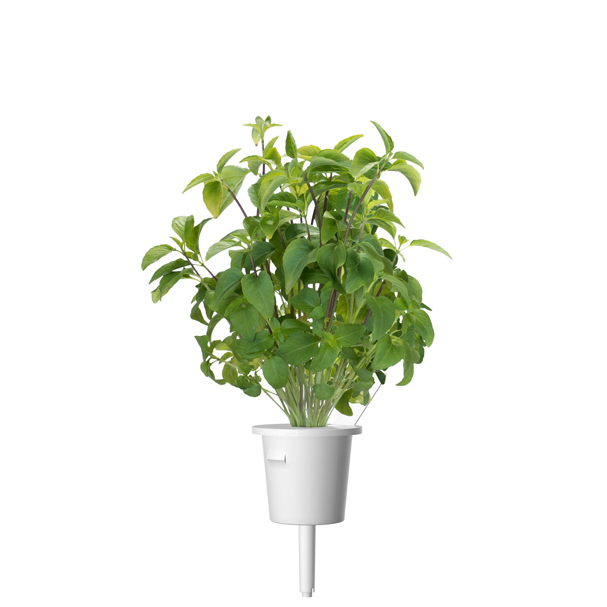 Thai Basil Plant Pods
