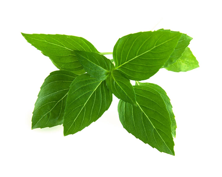 Thai Basil Plant Pods