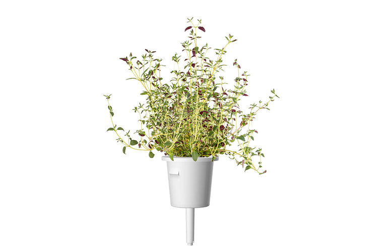 Thyme Plant Pods 9-pack