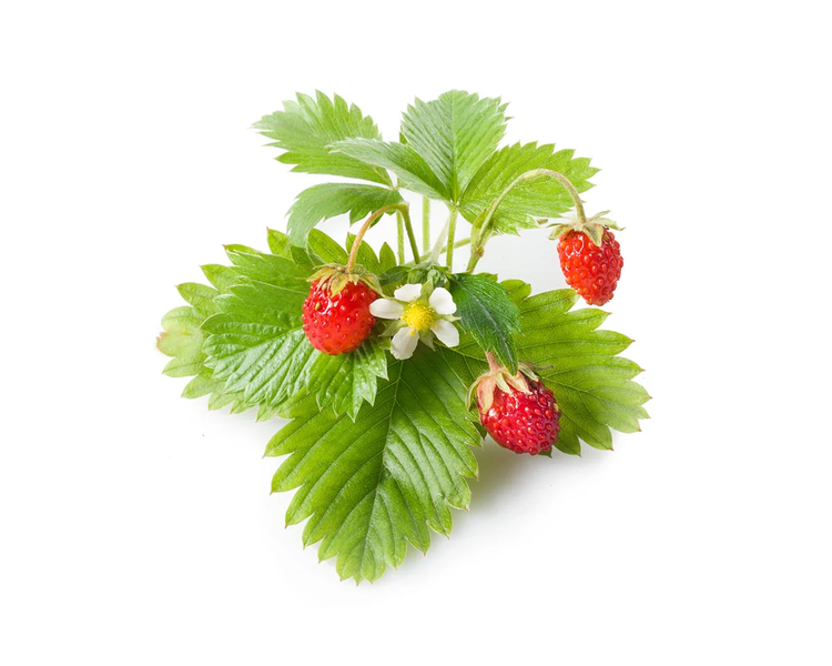 Wild Strawberry Plant Pods