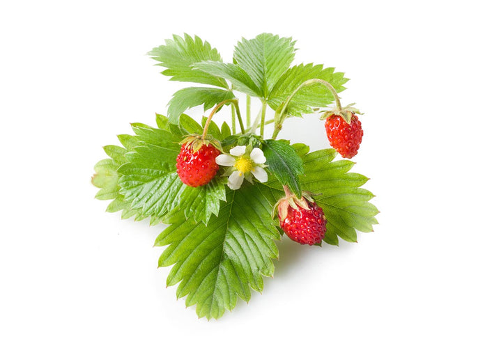 Wild Strawberry Plant Pods 9-pack