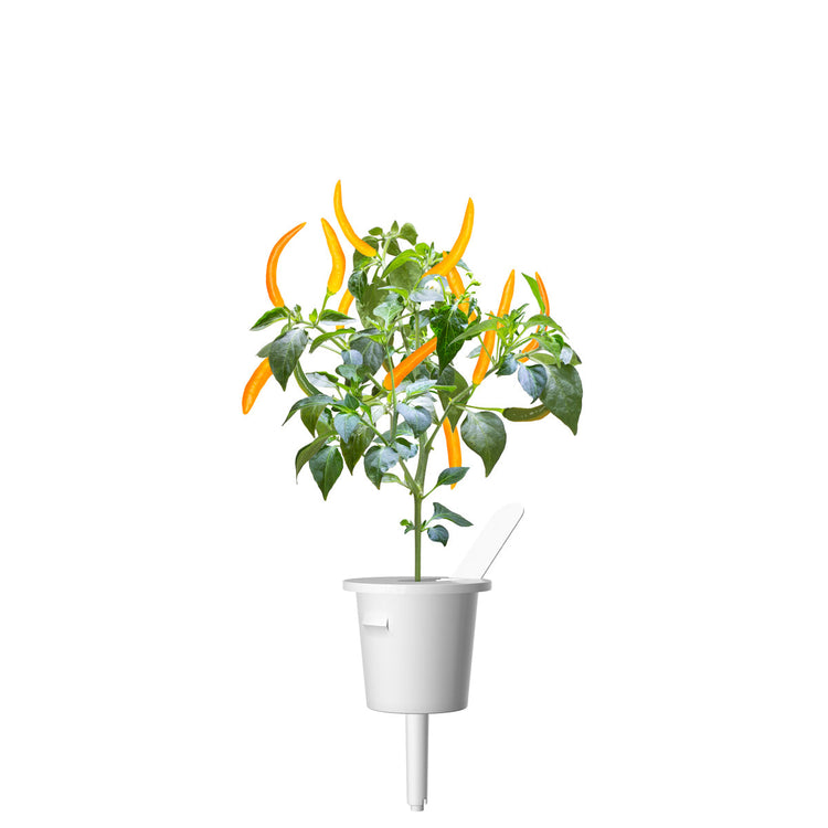 Yellow Chili Pepper Plant Pods