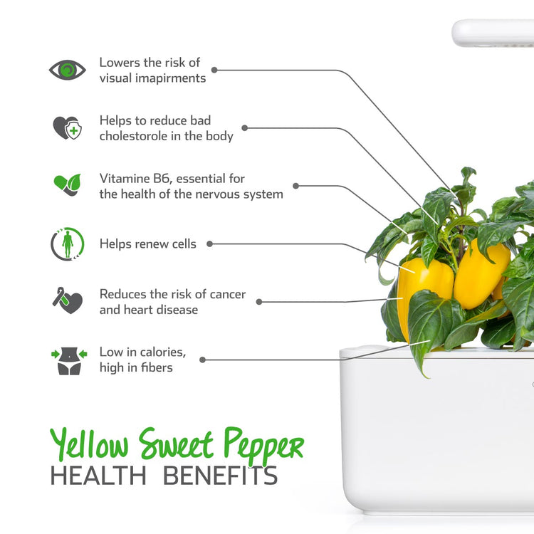 Yellow Sweet Pepper Plant Pods