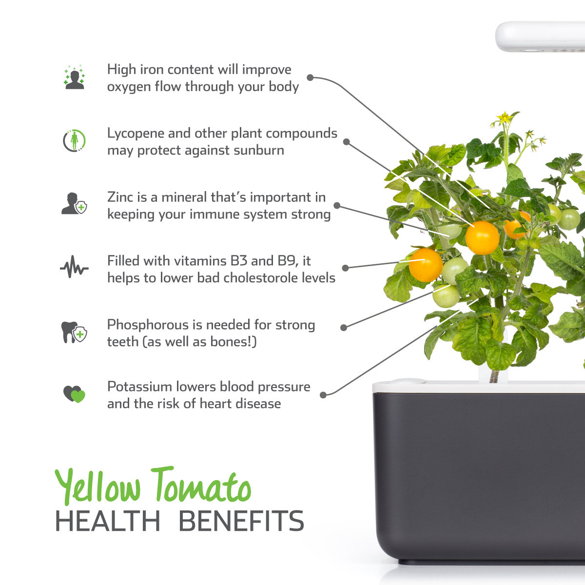 Yellow Mini Tomato Plant Pods 9-pack