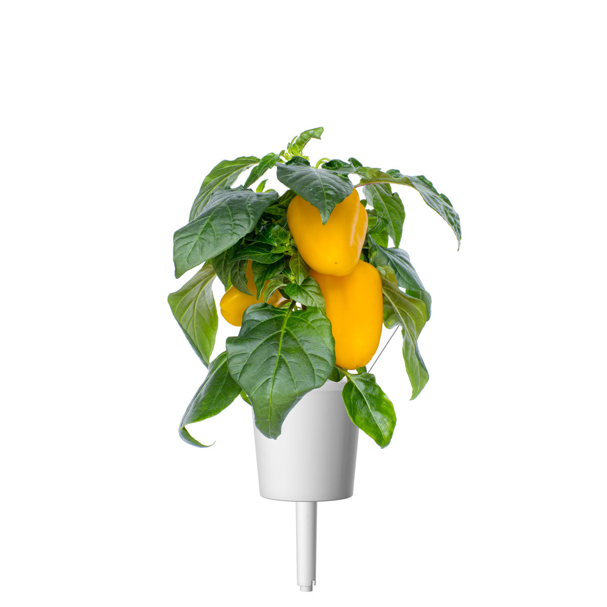 Yellow Sweet Pepper Plant Pods