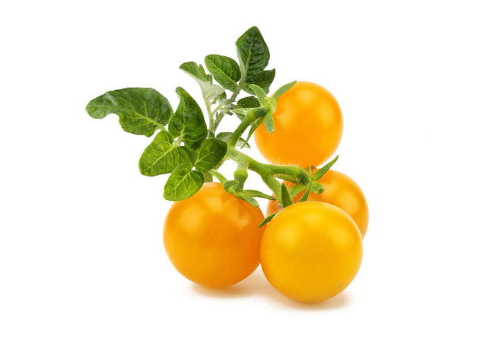 Yellow Mini Tomato Plant Pods 9-pack