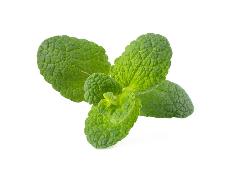 Apple Mint Plant Pods