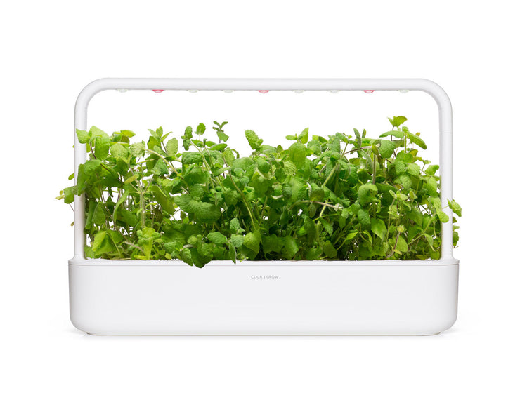 Apple Mint Plant Pods
