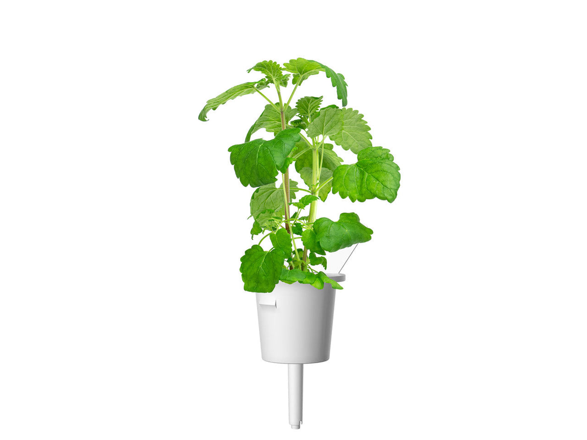 Catnip Plant Pods