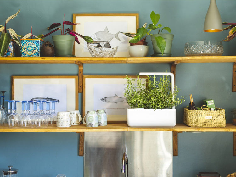 Grow herbs all year round with a smart indoor garden. Grow fresh basil, fresh cilantro and many more with the Click & Grow plant growing kit called the smart indoor garden. The best gift for plant lover!