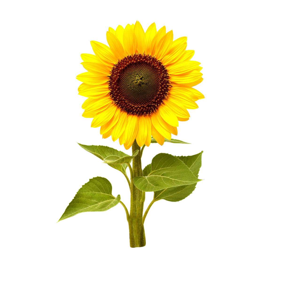 Mini Sunflower Plant Pods 3-pack / Mini Sunflower Plant Pods 3-pack