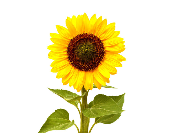 Mini Sunflower Plant Pods 3-pack