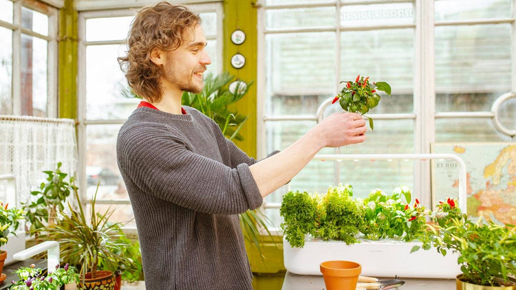 Holding up fresh chilli peppers grown in a Smart Garden