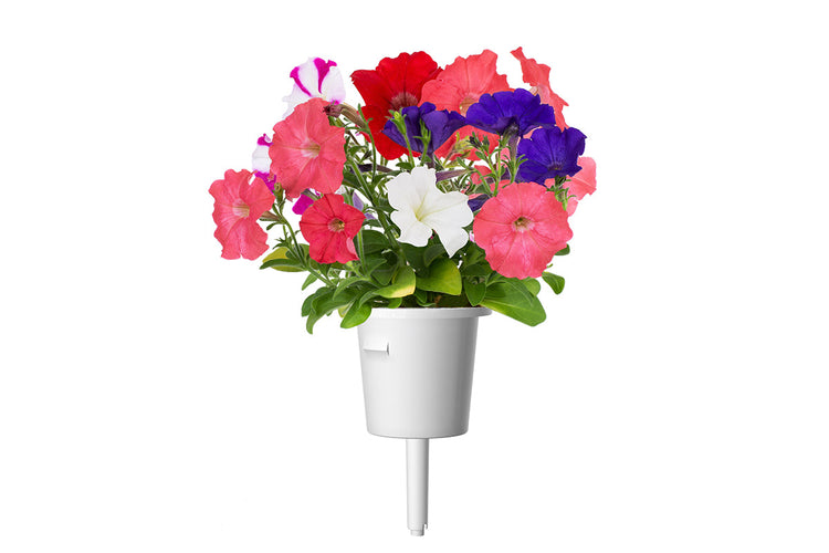 Petunia Plant Pods