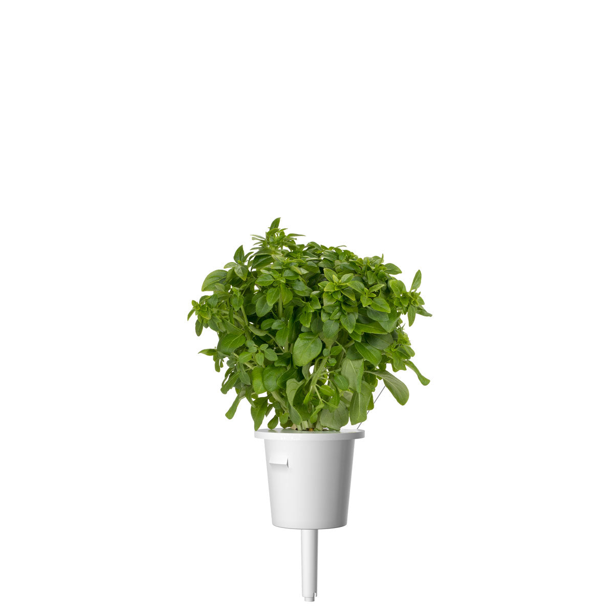 Greek Basil Plant Pods