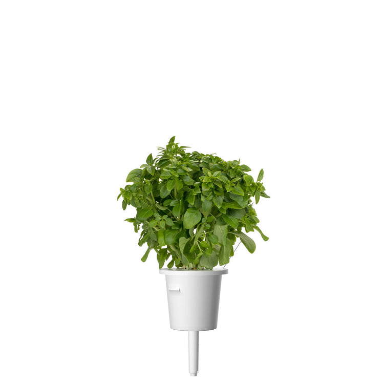 Greek Basil Plant Pods