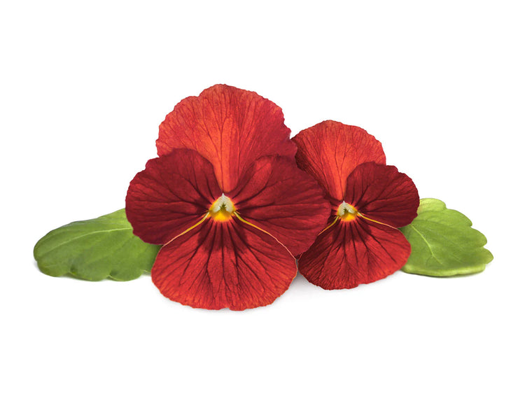 Red Pansy Plant Pods