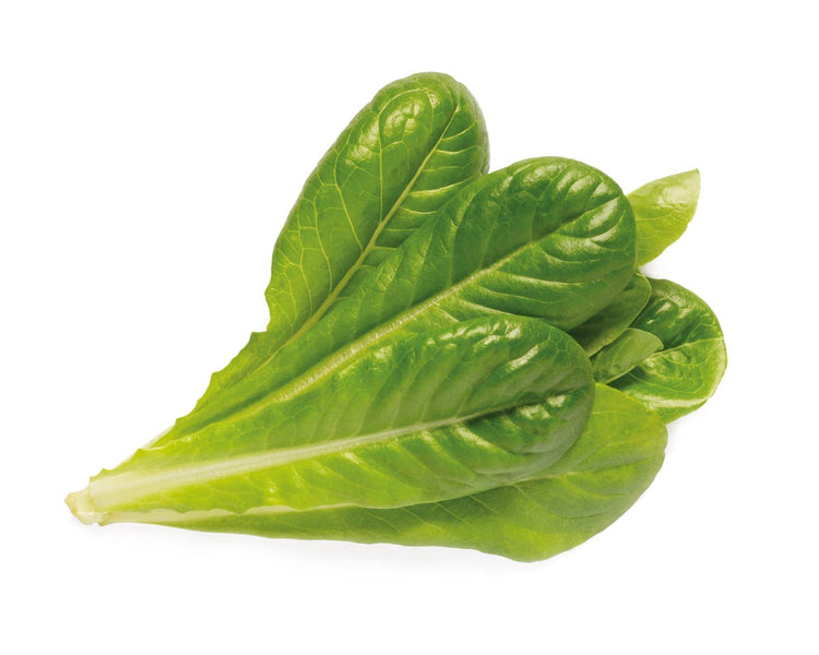 Romaine Lettuce Plant Pods