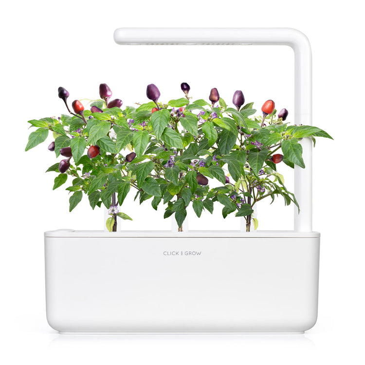 Purple Chili Pepper Plant Pods
