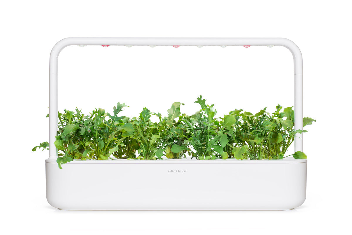 Arugula Plant Pods